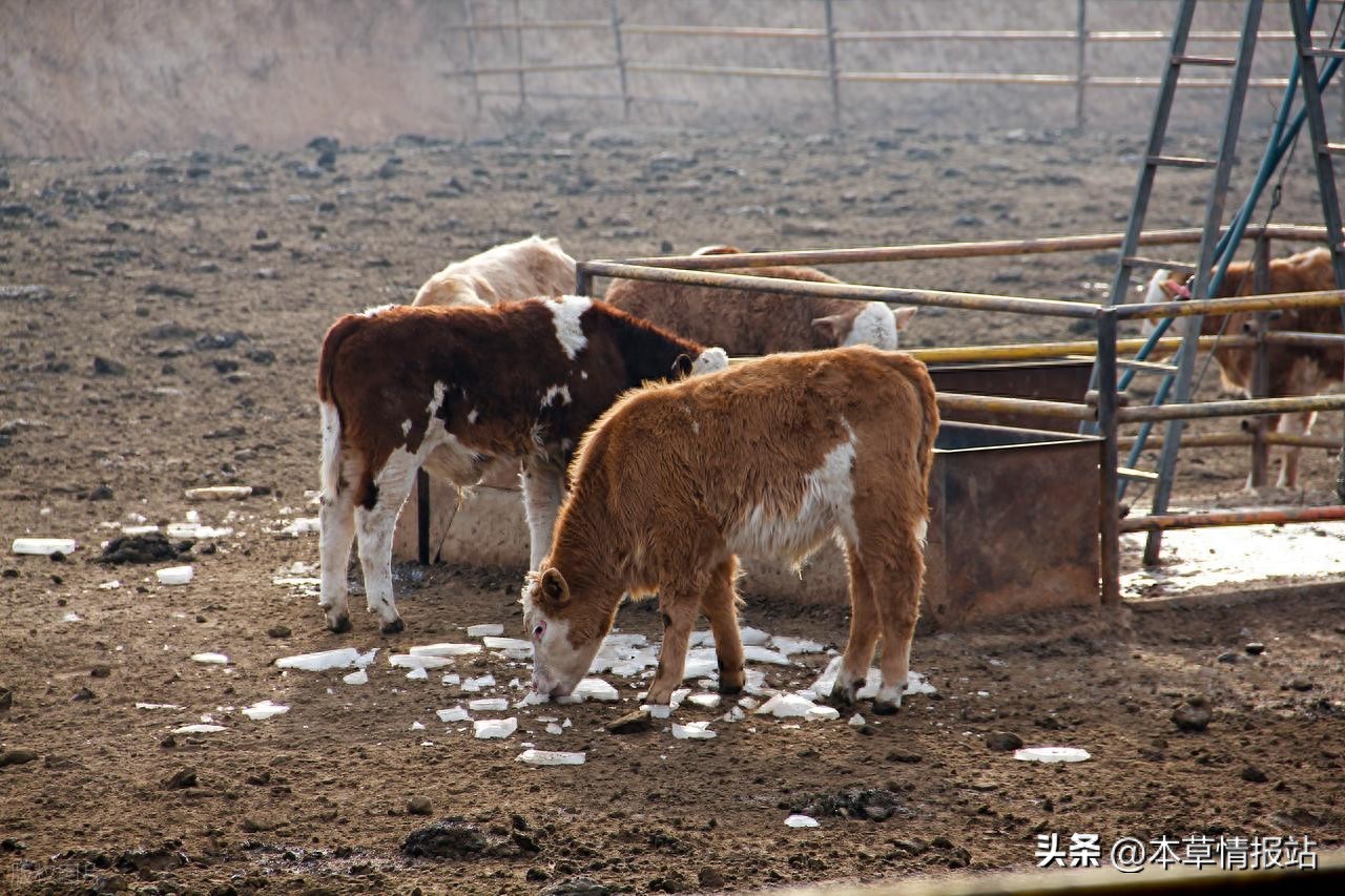 农村养殖业市场调研_养殖场项目建议书叮梆家做_养殖技术与管理培训