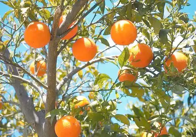 开水果店选货渠道很重要！初次进货这些关注点要知道？