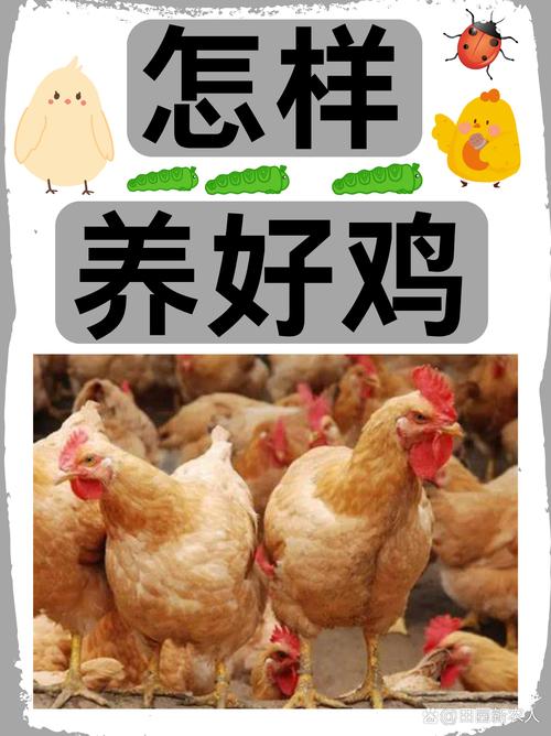 养鸡场投资成本分析_散养鸡怎么样省成本蛋还能赚钱_土鸡养殖经济效益