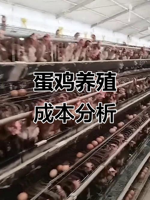 蛋鸡养殖利润计算_散养鸡怎么样省成本蛋还能赚钱_蛋鸡养殖成本分析