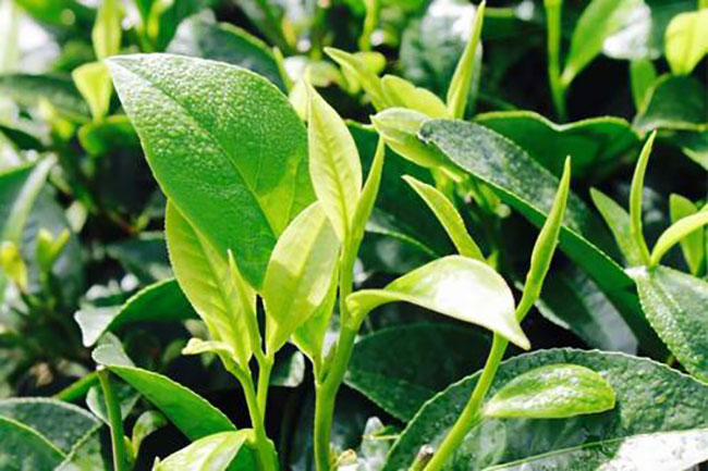茶叶种植前景怎么样？哪个品种茶叶种植前景好？快来看看