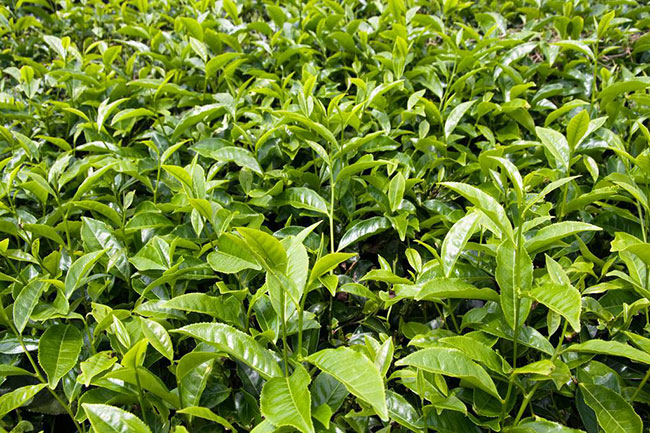 茶叶种植前景如何?哪个品种茶叶种植前景好?