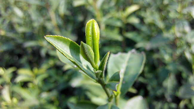 茶叶种植前景如何?哪个品种茶叶种植前景好?