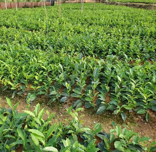 名贵茶叶品种市场前景_茶叶种植前景分析_理想直销的产品是以茶为主吗做茶有前景吗