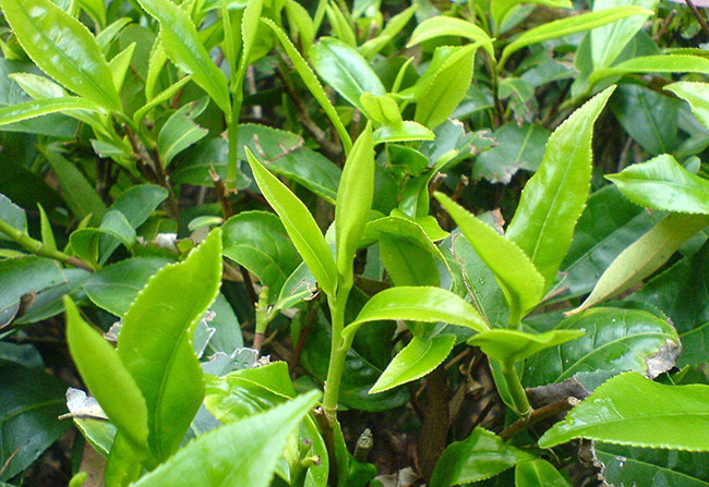 茶叶种植前景如何?哪个品种茶叶种植前景好?