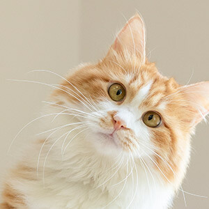 非法推荐股票判几年_股票期权诱导股民亏损_证券从业资格证推荐股票是否犯法