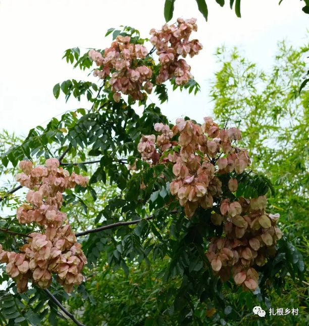 摇钱树:锁定高利润客户_栾树大夫树摇钱树