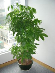 发财树，发财树的功效与作用