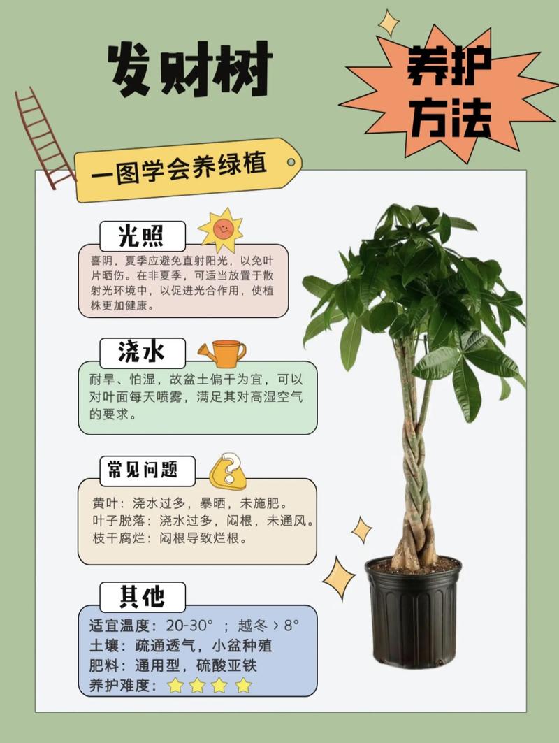 摇钱树:锁定高利润客户_摇钱树 中药功效作用 清肝明目行气止痛